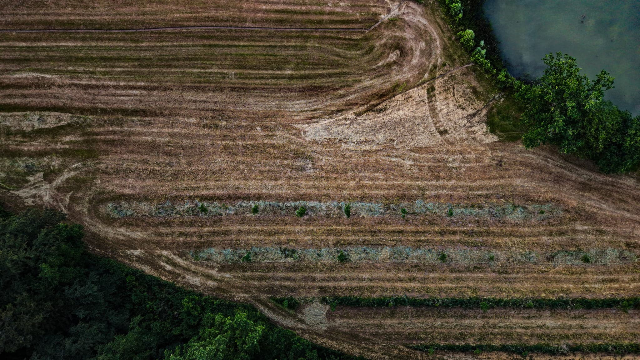 The Last Fields